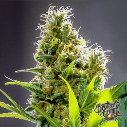 Apollo Haze Regular