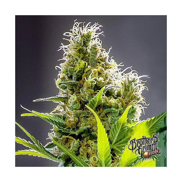 Apollo Haze Regular