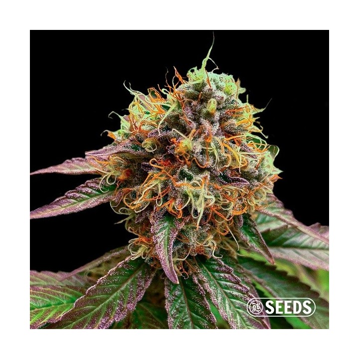 Forbidden Fruit