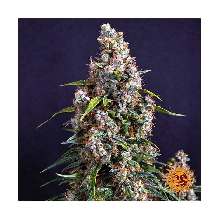 Strawberry Cheesecake Auto