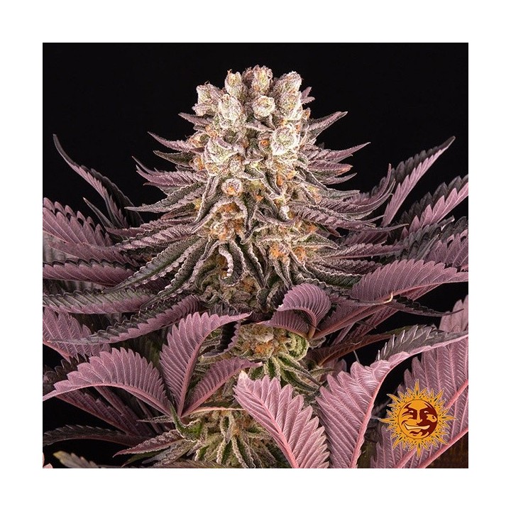 Mimosa x Orange Punch Auto