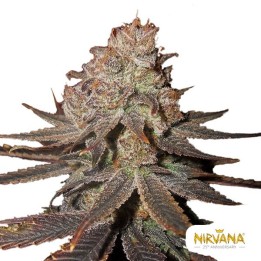 Blueberry Auto
