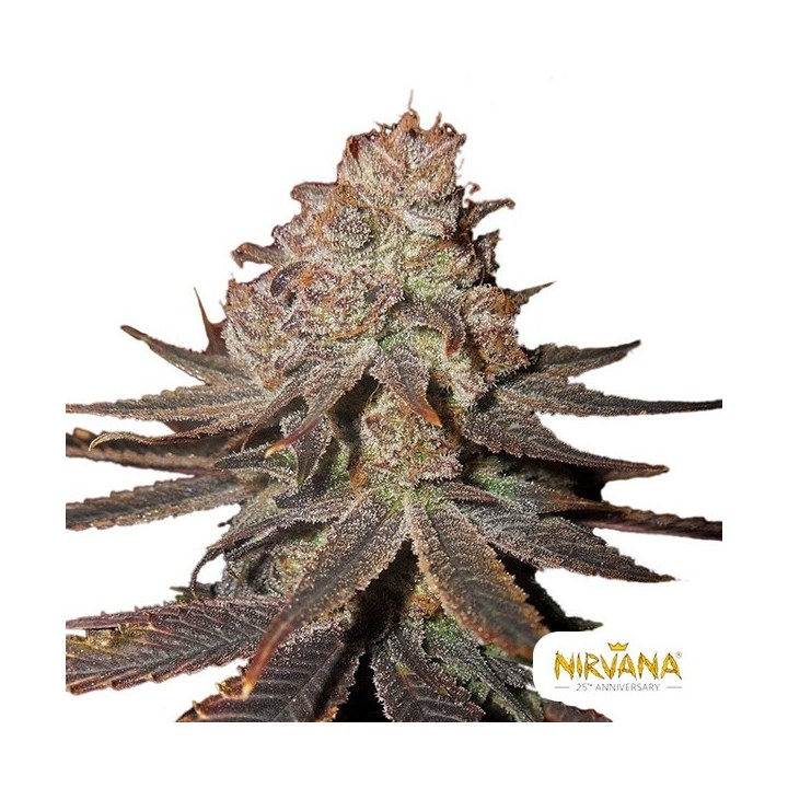 Blueberry Auto
