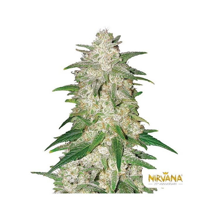 Gelato Auto