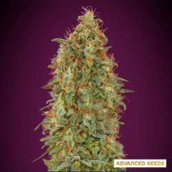Zkittlez Fast