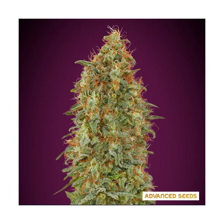 Zkittlez Fast