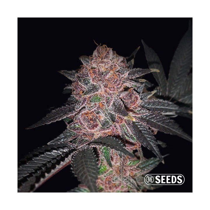 Auto Purple Wookie CBD