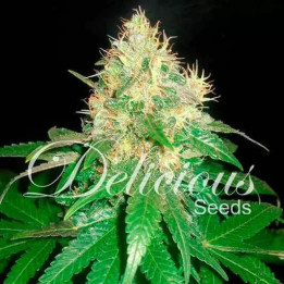  Northern Light Blue Feminizada【Delicious Seeds】