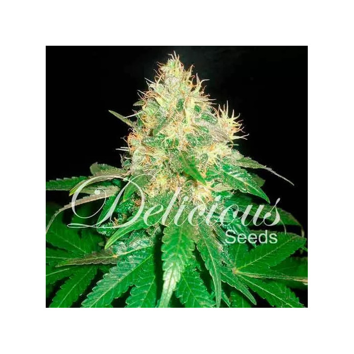  Northern Light Blue Feminizada【Delicious Seeds】