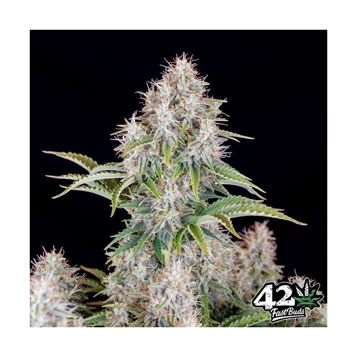 Cinderella Auto