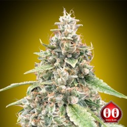 Auto Lemon OG