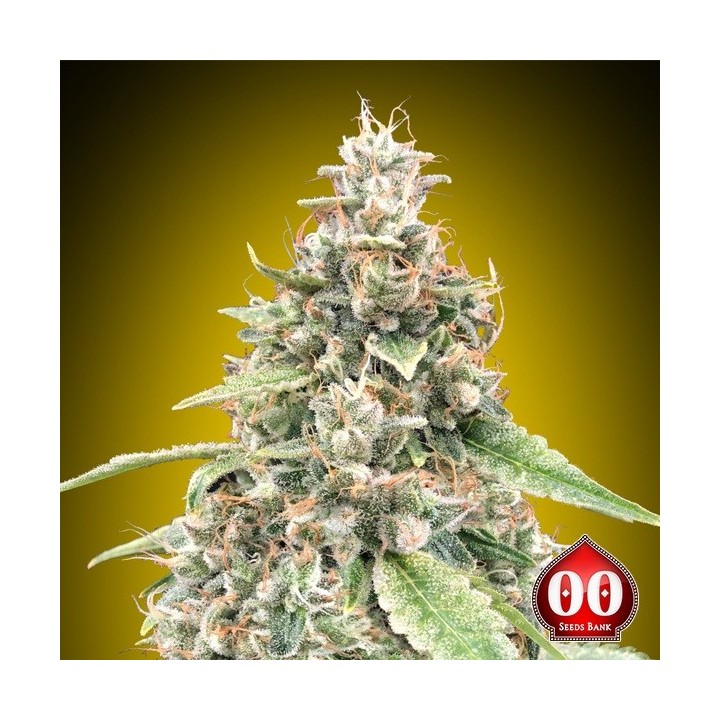 Auto Lemon OG