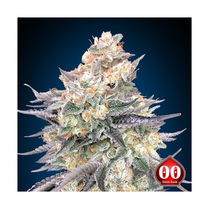 Blue Dream