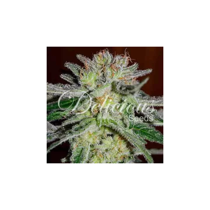  Northern Light Blue Feminizada【Delicious Seeds】