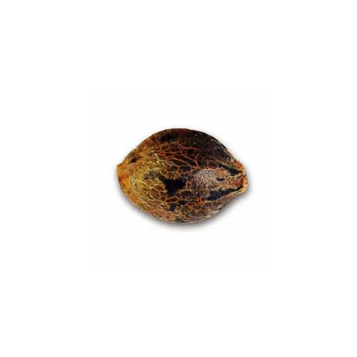  Northern Light Blue Feminizada【Delicious Seeds】