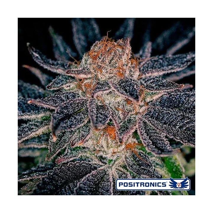 Gelato 47