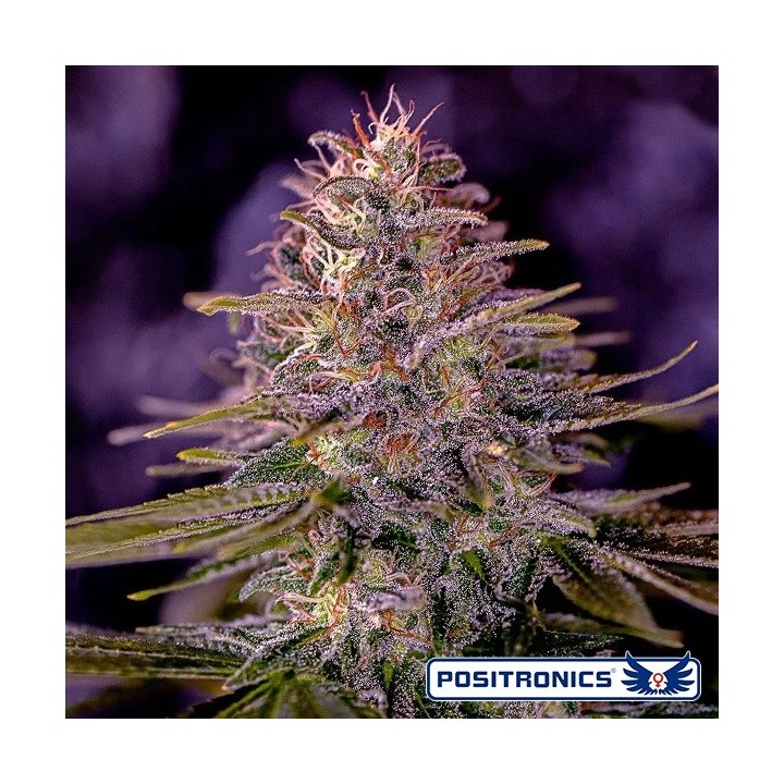 American Purple - Positronics