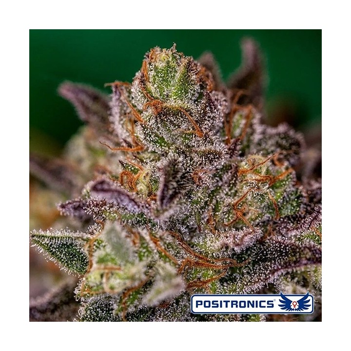 Purple Cherry Auto
