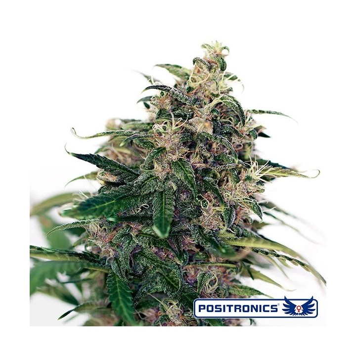 Somango 47 Auto