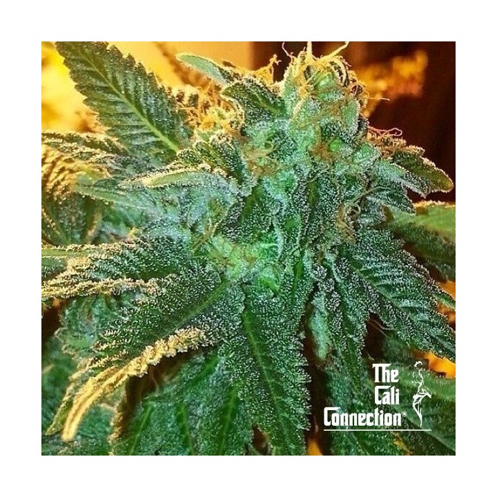 Alien OG