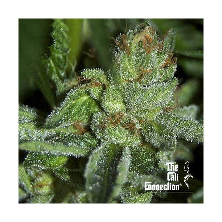 Buddha Tahoe OG