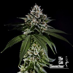 Fire OG