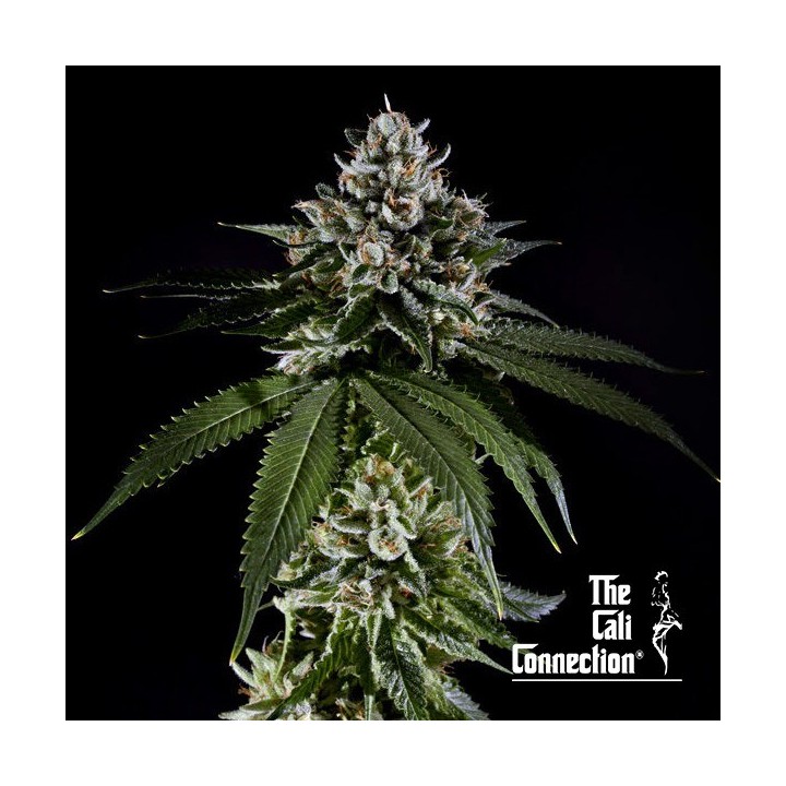Fire OG