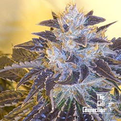 Larry OG Kush