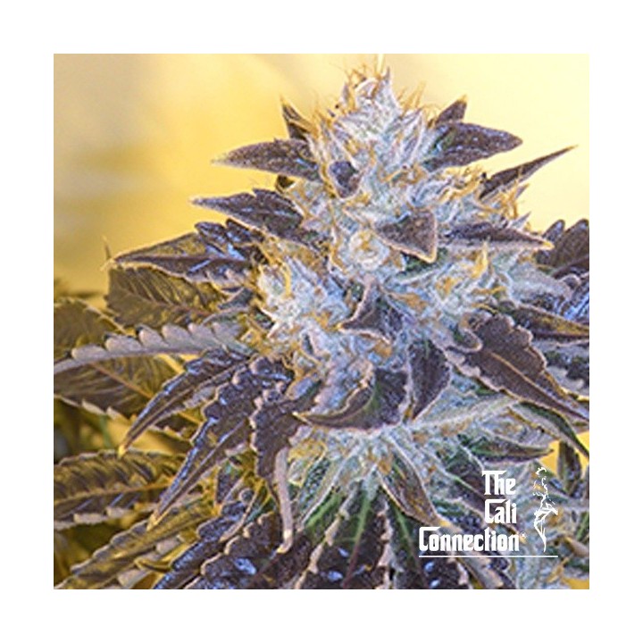 Larry OG Kush