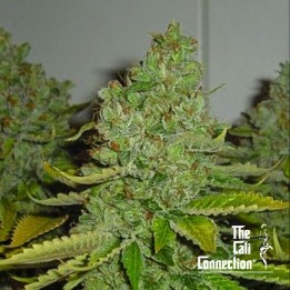SFV OG Kush