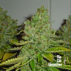 SFV OG Kush