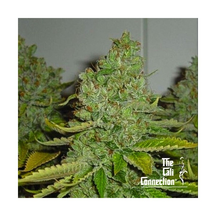 SFV OG Kush
