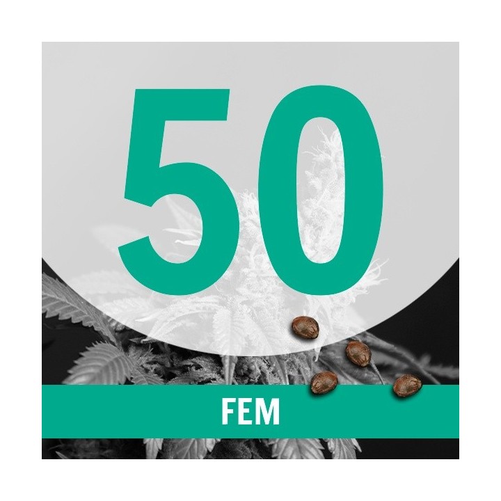 Regalo 50 semillas FEM