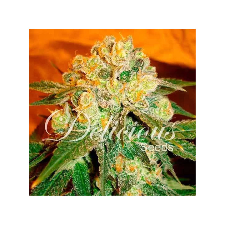   Marmalate Feminizada 【Delicious Seeds】