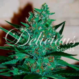  Fruity Chronic Juice Feminizada【Delicious Seeds】
