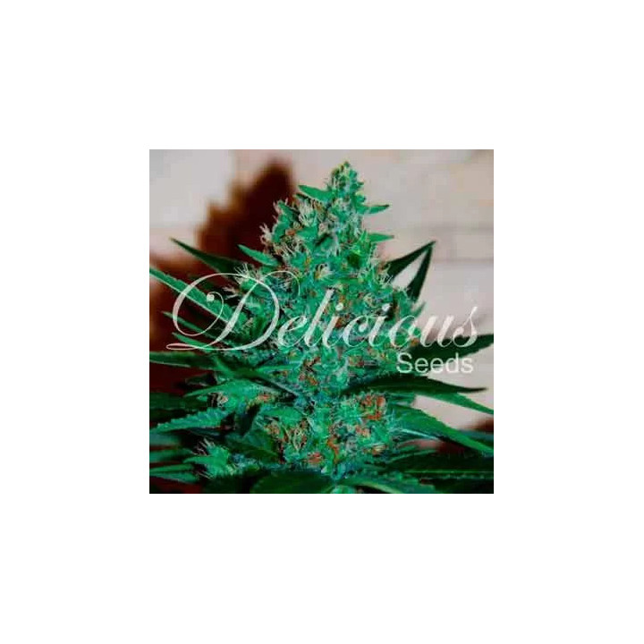 Fruity Chronic Juice FeminizadaDelicious Seeds