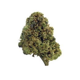 Flores The Tree CBD Indoor 'Skywalker OG'