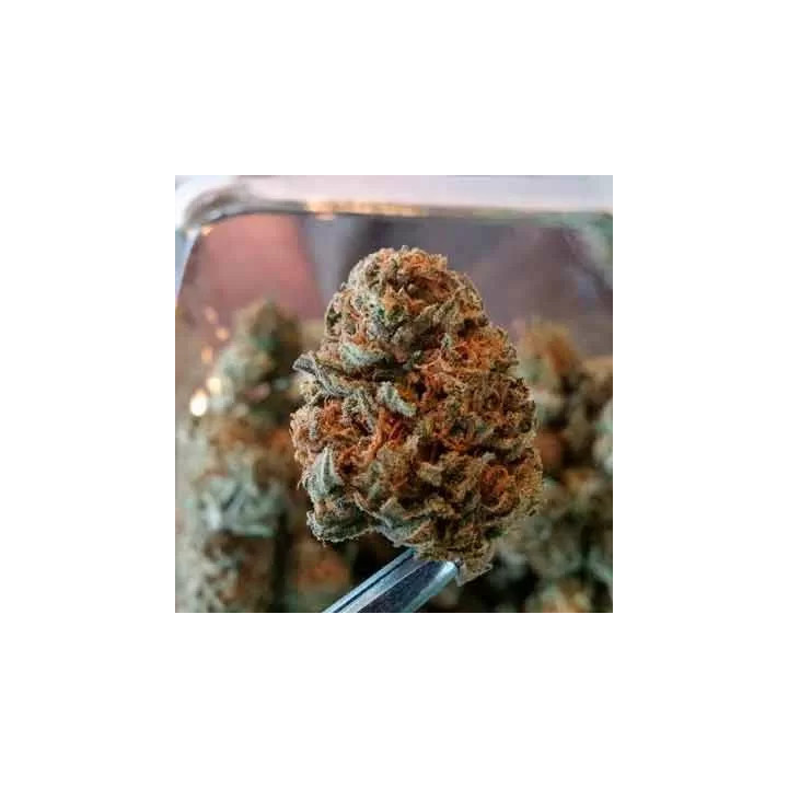 Fruity Chronic Juice FeminizadaDelicious Seeds