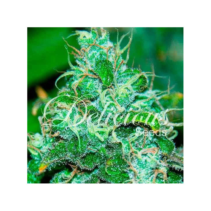 Fruity Chronic Juice FeminizadaDelicious Seeds