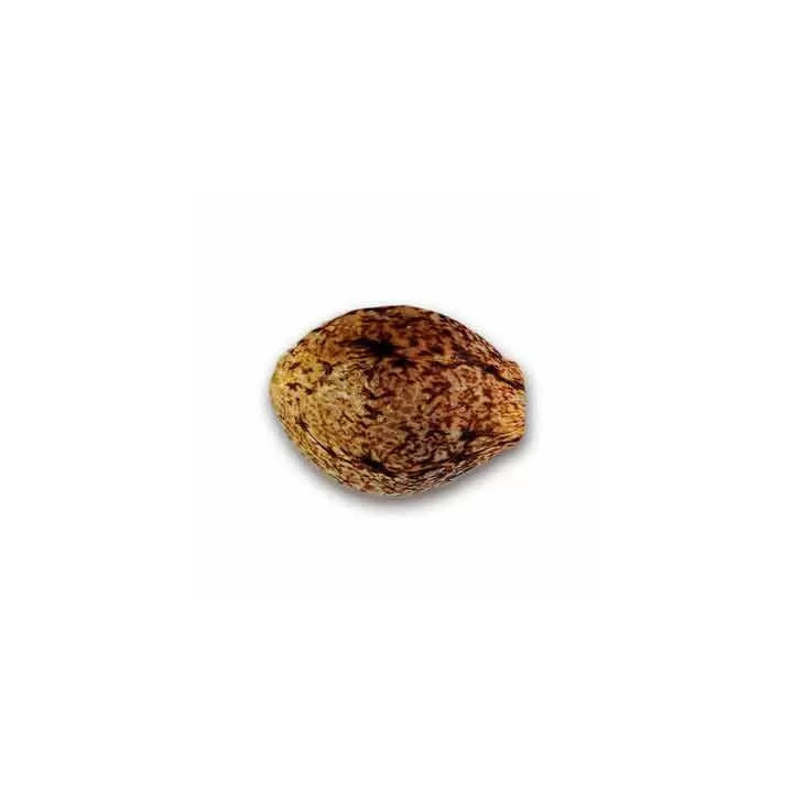 Fruity Chronic Juice FeminizadaDelicious Seeds