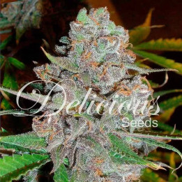  La Diva Auto【Delicious Seeds Autofloreciente】