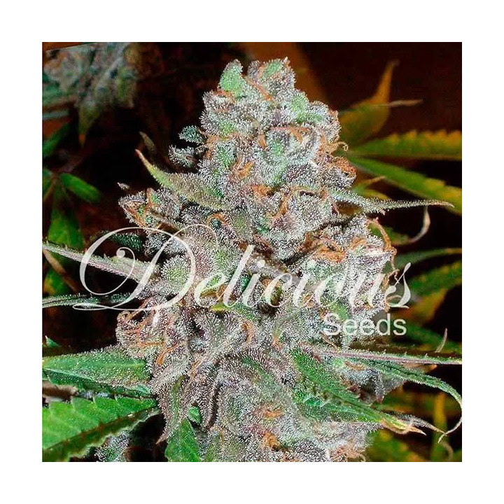 La Diva AutoDelicious Seeds Autofloreciente