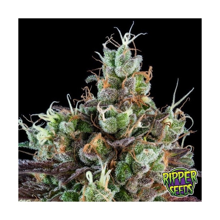 Sour Ripper Auto