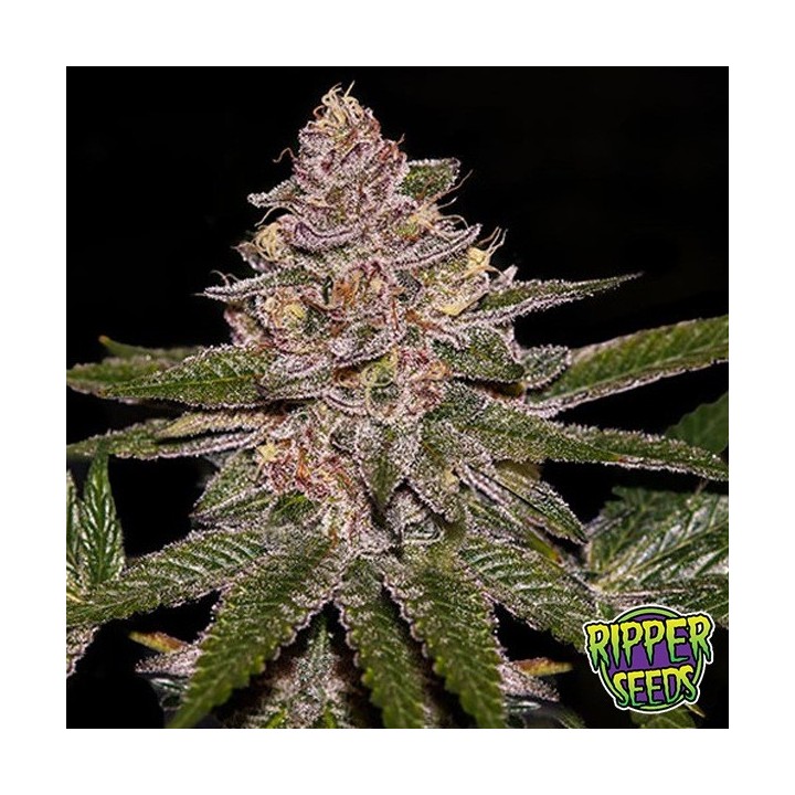 Radical Juice Auto