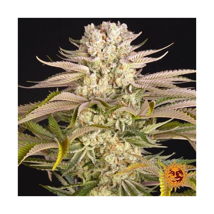 Pineapple Express