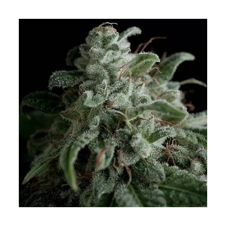 Nefertiti Feminizada【Pyramid Seeds】
