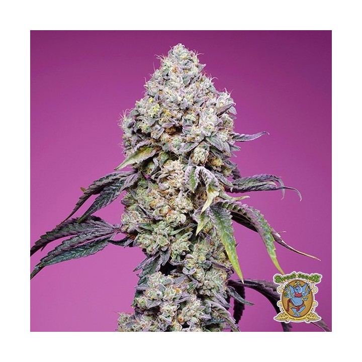 Sweet Mandarine Zkittlez F1 Fast Version®