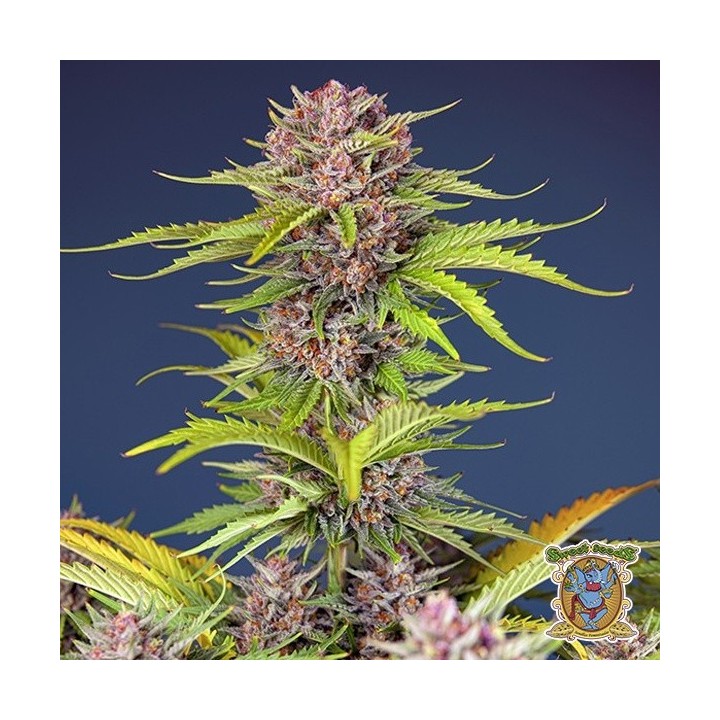 Mimosa Bruce Banner XL Auto