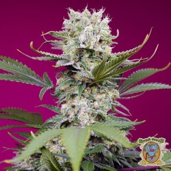 Sweet Mandarine Zkittlez XL Auto