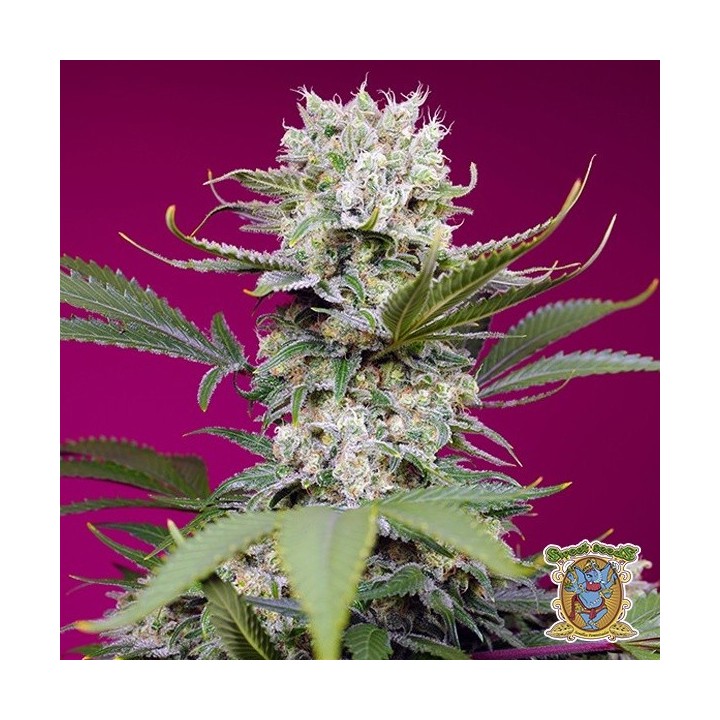 Sweet Mandarine Zkittlez XL Auto